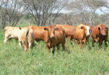 Namibia steps up FMD controls as cases rise to 127