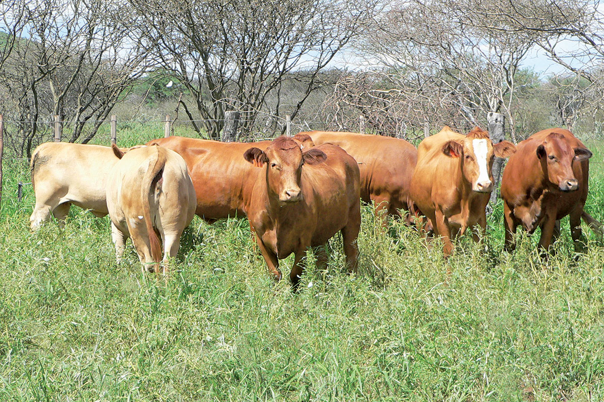 Photo: Farmer's Weekly SA Namibia Detects Foot-and-Mouth Disease in Zambezi Region