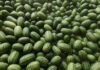 Cucamelons: A tiny fruit with big potential for Gauteng farmer