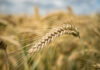 Rising costs and dry weather threaten SA’s wheat harvest