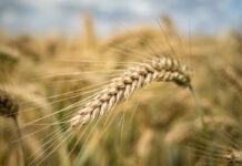 Rising costs and dry weather threaten SA’s wheat harvest