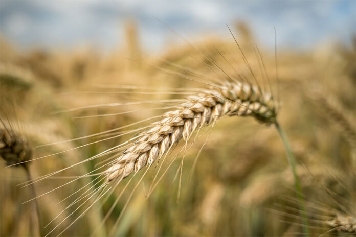 Rising costs and dry weather threaten SA’s wheat harvest