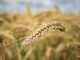 Rising costs and dry weather threaten SA’s wheat harvest