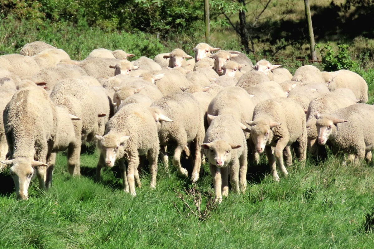 Small stud, tough conditions: Southgate’s approach to Dohne Merino breeding