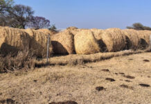 How Zimbabwean farmers are preparing for El Niño