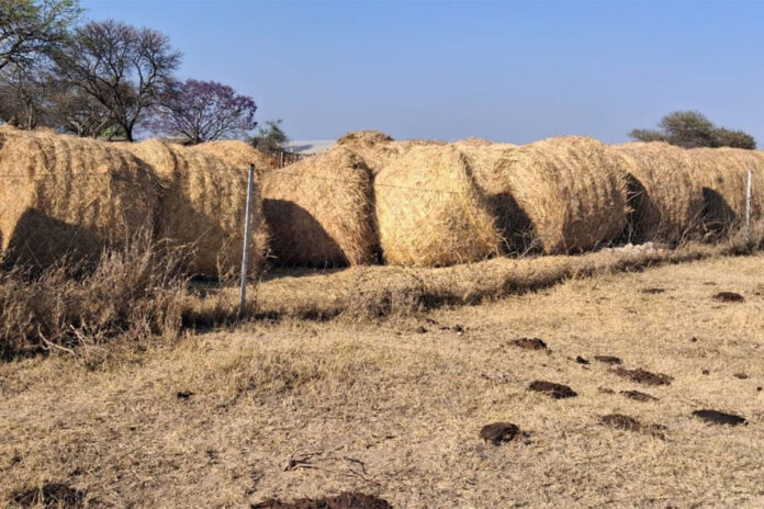 How Zimbabwean farmers are preparing for El Niño