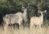 FMD concerns deepen at Addo Elephant National Park