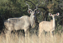 FMD concerns deepen at Addo Elephant National Park