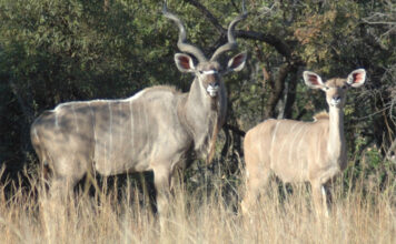 FMD concerns deepen at Addo Elephant National Park