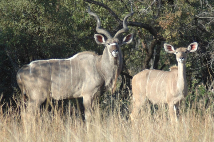 FMD concerns deepen at Addo Elephant National Park