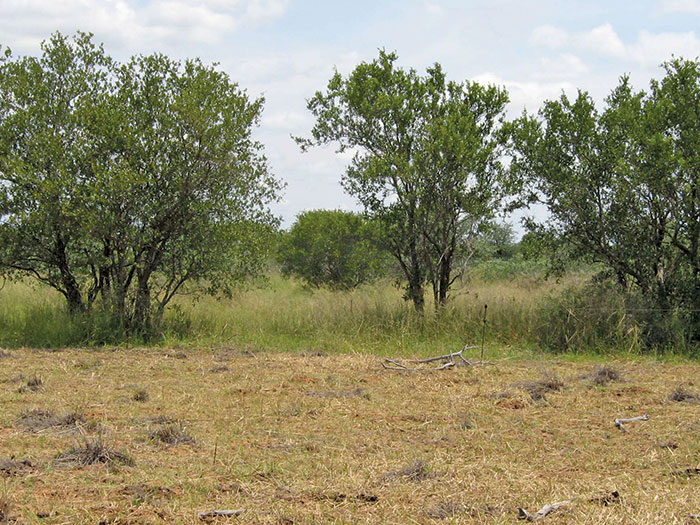 Steenbokpan, Limpopo, in the rainy season (January). The foreground shows the effect of UHDG; the ungrazed section is in the background.